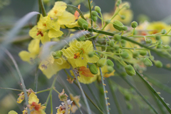 Parkinsonia aculeata